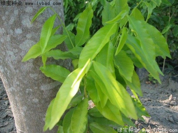 <a href='https://www.lvbad.com/yaocaizhongzi/2315.html' target='_blank'>荜澄茄</a><a href='https://www.lvbad.com/' target='_blank'>种子</a> <a href='https://www.lvbad.com/yaocaizhongzi/2315.html' target='_blank'>荜澄茄</a><a href='https://www.lvbad.com/' target='_blank'>种子</a>