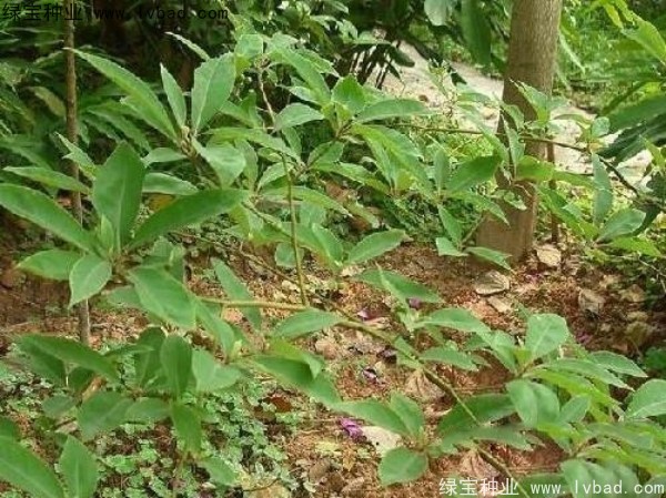 蓽澄茄種子