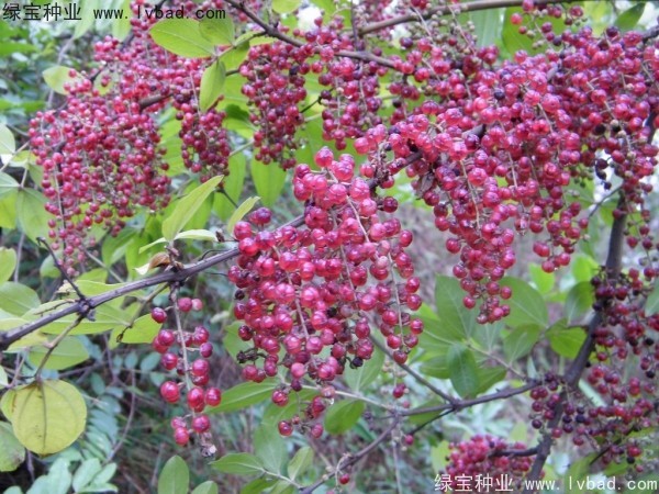马桑<a href='https://www.lvbad.com/' target='_blank'>种子</a> 马桑种子