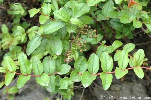马桑种子 马桑种子