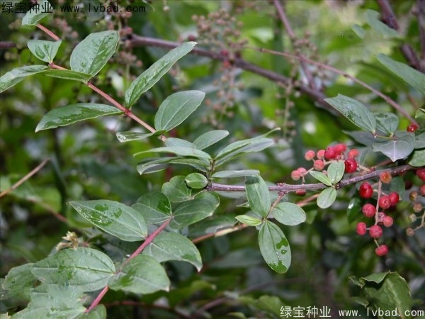 马桑种子 马桑种子