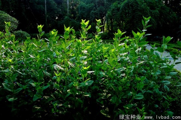补骨脂种子 补骨脂种子