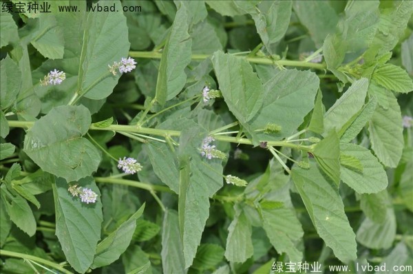 <a href='https://www.lvbad.com/yaocaizhongzi/2318.html' target='_blank'>补骨脂</a><a href='https://www.lvbad.com/' target='_blank'>种子</a> <a href='https://www.lvbad.com/yaocaizhongzi/2318.html' target='_blank'>补骨脂</a><a href='https://www.lvbad.com/' target='_blank'>种子</a>