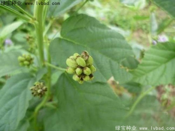 补骨脂<a href='https://www.lvbad.com/' target='_blank'>种子</a> 补骨脂<a href='https://www.lvbad.com/' target='_blank'>种子</a>