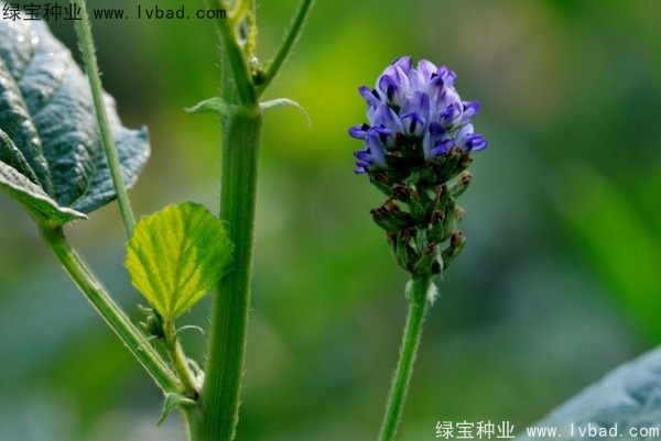 <a href='https://www.lvbad.com/yaocaizhongzi/2318.html' target='_blank'>补骨脂种子</a> <a href='https://www.lvbad.com/yaocaizhongzi/2318.html' target='_blank'>补骨脂种子</a>