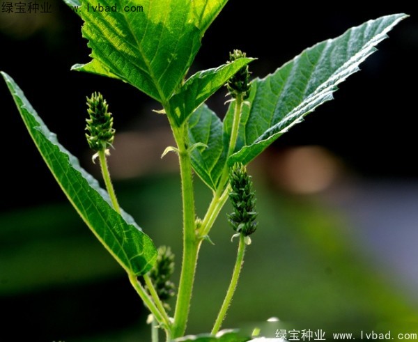 补骨脂种子 补骨脂种子