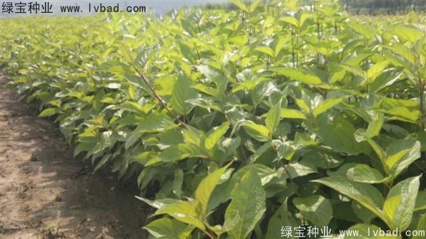 接骨木<a href='https://www.lvbad.com/' target='_blank'>种子</a>