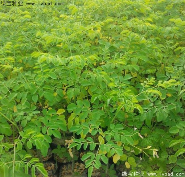 印度辣木<a href='https://www.lvbad.com/' target='_blank'>种子</a> 印度辣木种子