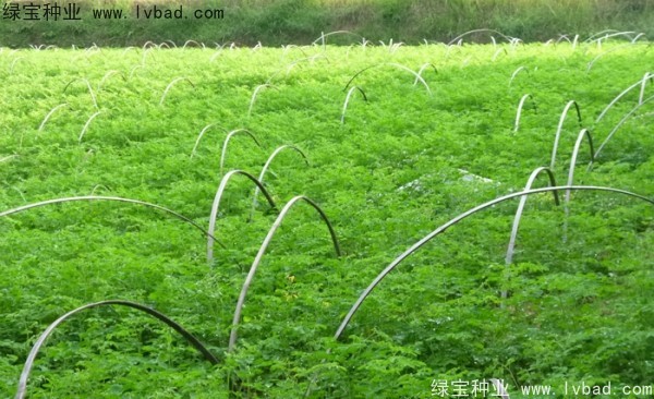 印度辣木种子 印度辣木种子