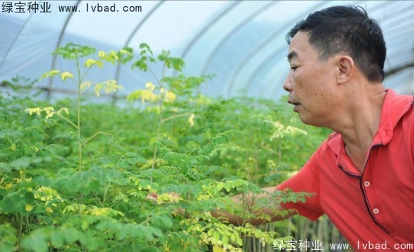 <a href='https://www.lvbad.com/yaocaizhongzi/2321.html' target='_blank'>印度辣木种子</a> <a href='https://www.lvbad.com/yaocaizhongzi/2321.html' target='_blank'>印度辣木种子</a>