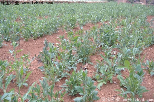 <a href='https://www.lvbad.com/yaocaizhongzi/2330.html' target='_blank'>白术种子</a>