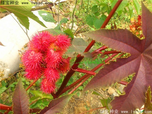 蓖麻<a href='https://www.lvbad.com/' target='_blank'>种子</a>