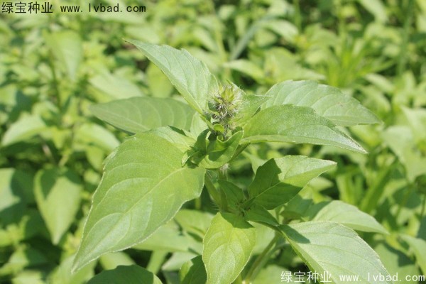 <a href='https://www.lvbad.com/yaocaizhongzi/2333.html' target='_blank'>荆芥种子</a>