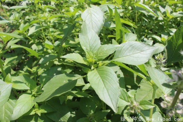 <a href='https://www.lvbad.com/yaocaizhongzi/2333.html' target='_blank'>荆芥种子</a>