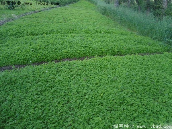 当归<a href='https://www.lvbad.com/' target='_blank'>种子</a> <a href='https://www.lvbad.com/yaocaizhongzi/2346.html' target='_blank'>当归种子</a>