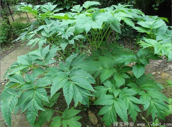 当归种子 当归种子