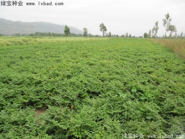 <a href='https://www.lvbad.com/yaocaizhongzi/2346.html' target='_blank'>当归</a>种子