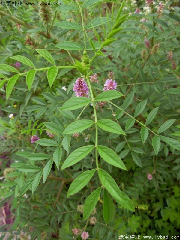 甘草<a href='https://www.lvbad.com/' target='_blank'>种子</a>