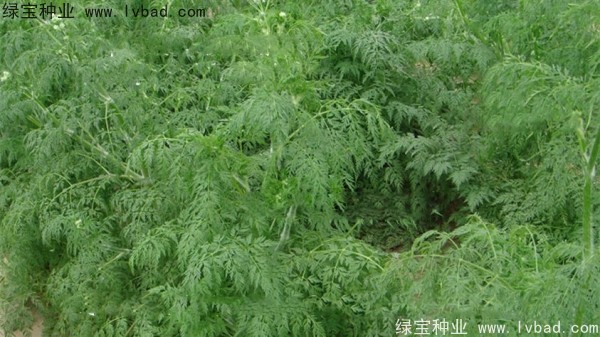 <a href='https://www.lvbad.com/yaocaizhongzi/2360.html' target='_blank'>南沙种子</a>