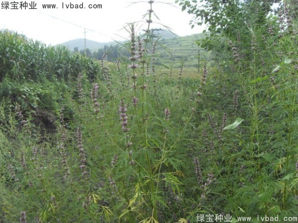 <a href='https://www.lvbad.com/yaocaizhongzi/2370.html' target='_blank'>益母草种子</a>