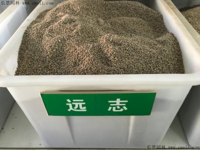 志远种子