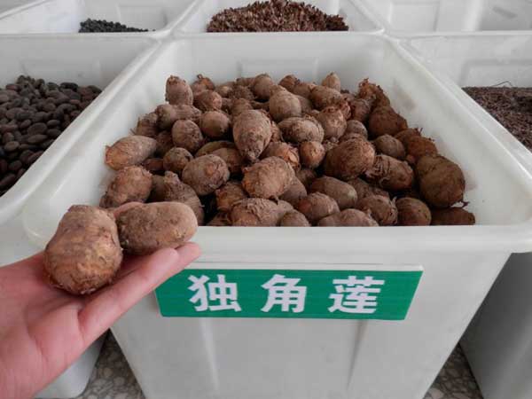 <a href='https://www.lvbad.com/yaocaizhongzi/2348.html' target='_blank'>独角莲</a>种球种根图片
