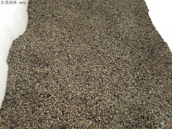 a href='https://www.lvbad.com/yaocaizhongzi/2311.html' target='_blank'荞麦/aa href='https://www.lvbad.com/' target='_blank'种子/a图片