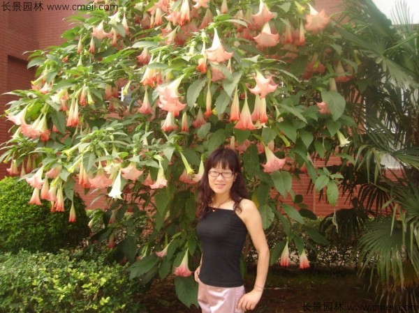 曼陀罗种子发芽出苗开花图片 曼陀罗种子发芽出苗开花图片