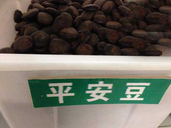 <a href='https://www.lvbad.com/linmuzhongzi/2267.html' target='_blank'>平安豆种子</a>图片