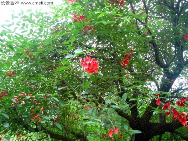 <a href='https://www.lvbad.com/linmuzhongzi/2202.html' target='_blank'>鸡冠刺桐种子</a>发芽出苗开花图片