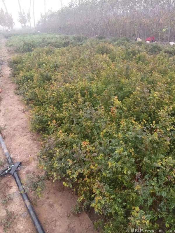 黄刺玫种子发芽出苗图片