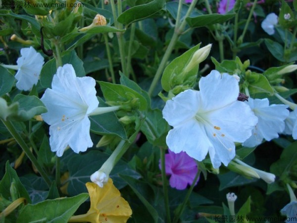 野茉莉<a href='https://www.lvbad.com/' target='_blank'>种子</a>发芽出苗开花图片 野茉莉种子发芽出苗开花图片