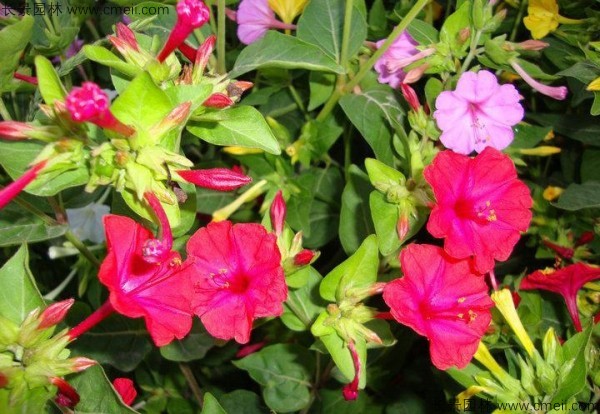 野茉莉种子发芽出苗开花图片 野茉莉种子发芽出苗开花图片