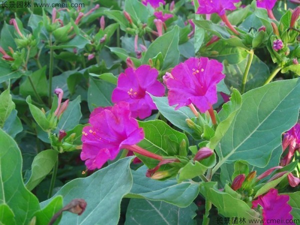 <a href='https://www.lvbad.com/caohuazhongzi/1648.html' target='_blank'>野茉莉种子</a>发芽出苗开花图片