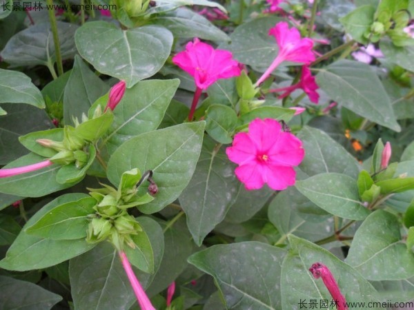 野茉莉种子发芽出苗开花图片 野茉莉种子发芽出苗开花图片