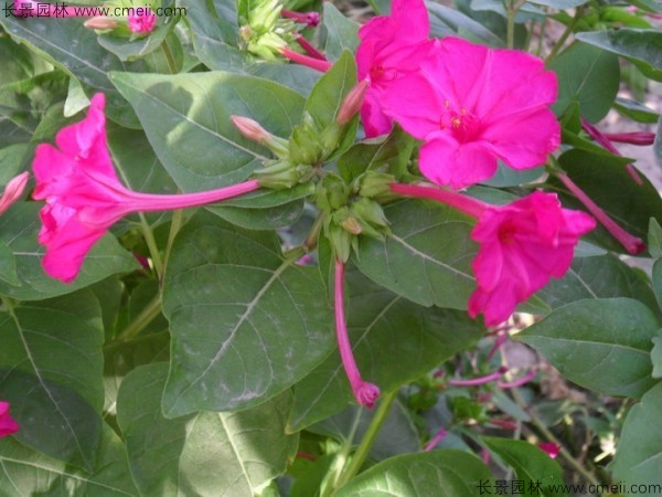 <a href='https://www.lvbad.com/caohuazhongzi/1648.html' target='_blank'>野茉莉种子</a>发芽出苗开花图片 野茉莉<a href='https://www.lvbad.com/' target='_blank'>种子</a>发芽出苗开花图片