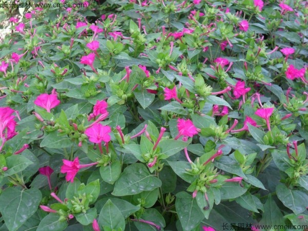 野茉莉种子发芽出苗开花图片 野茉莉种子发芽出苗开花图片