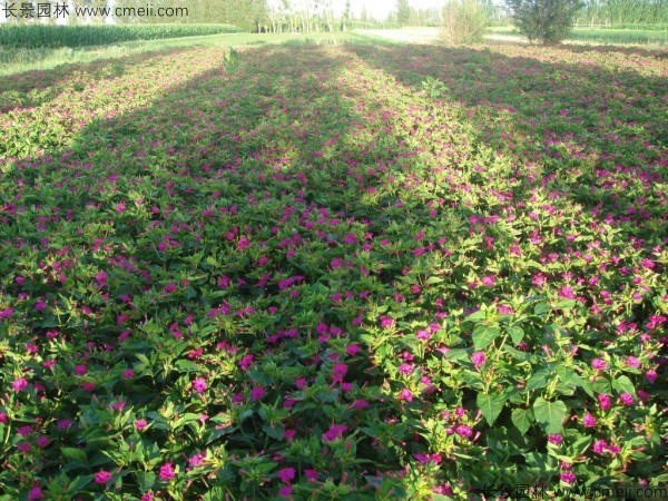 野茉莉种子发芽出苗开花图片 野茉莉种子发芽出苗开花图片