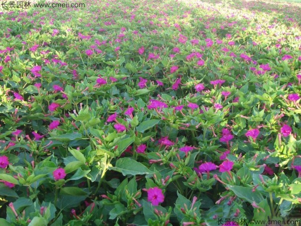 野茉莉种子发芽出苗开花图片 野茉莉种子发芽出苗开花图片