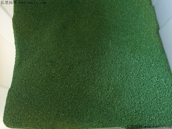 金鱼藻种子图片