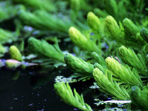金鱼藻种子发芽出苗图片