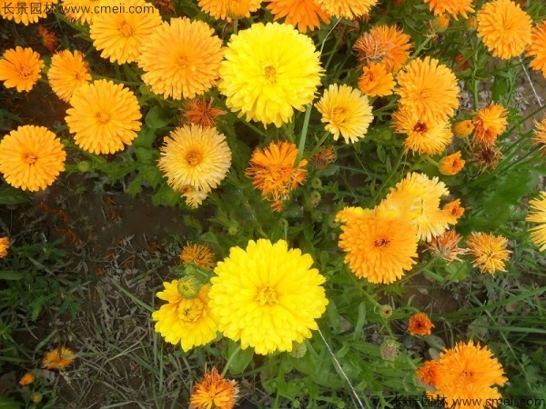 黄金菊<a href='https://www.lvbad.com/' target='_blank'>种子</a>发芽出苗开花图片