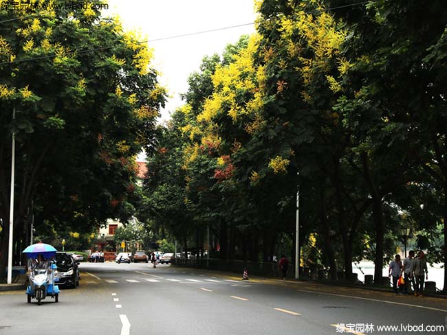 园林绿化栾树效果图片道路实拍