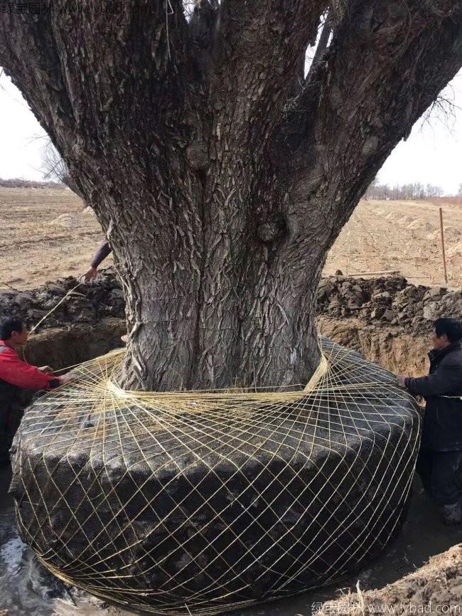 旱柳图片 旱柳图片