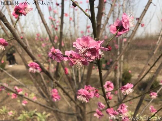<a href='https://www.lvbad.com/xiaoqiaomu/3559.html' target='_blank'>红梅</a>花红梅树苗木植物