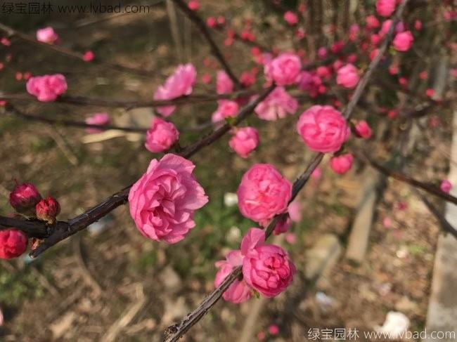 红梅花红梅树苗木植物