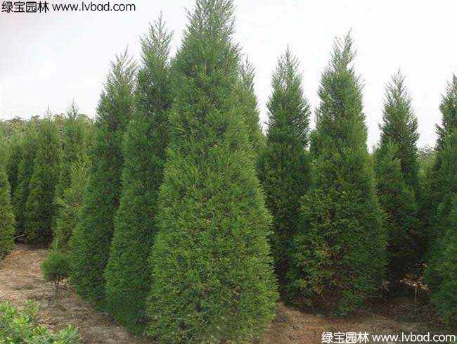 <a href='https://www.lvbad.com/songbailei/3474.html' target='_blank'>塔柏</a>