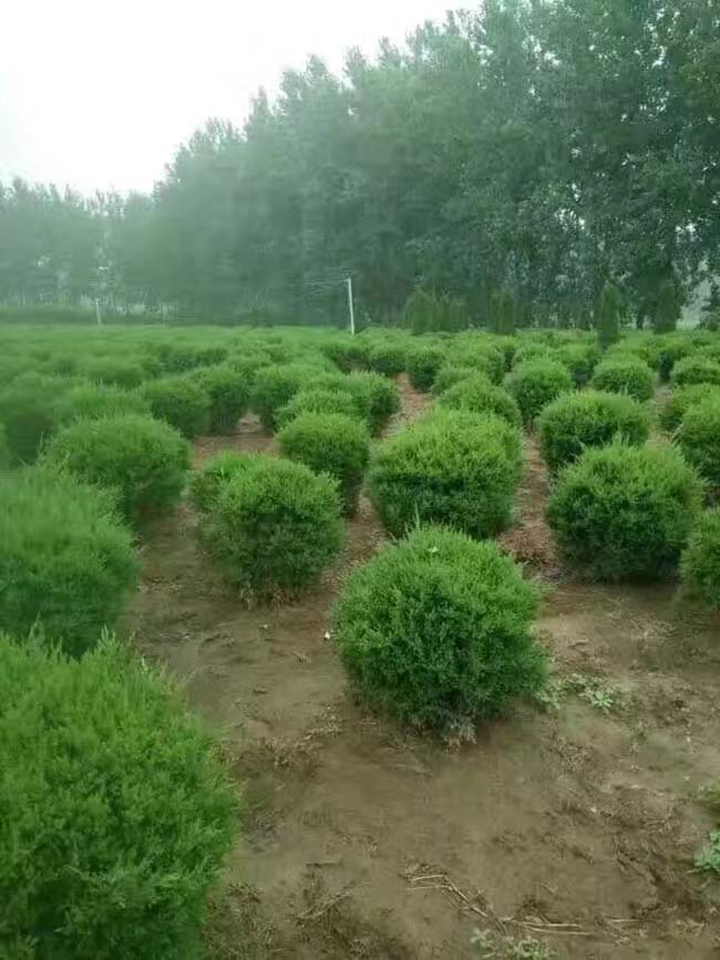 塔柏球 塔柏球