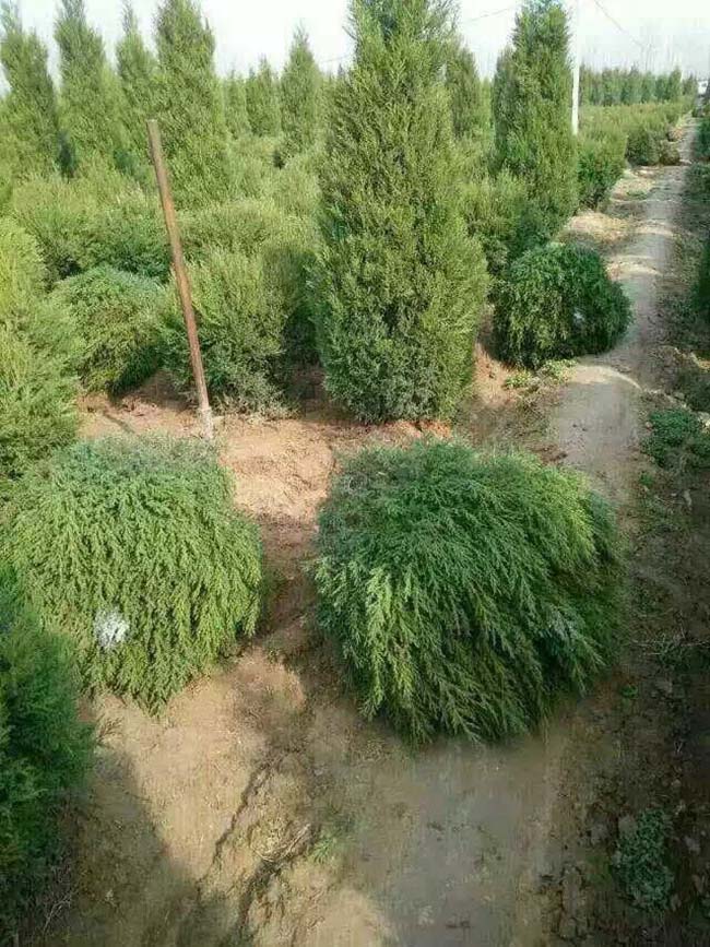 塔柏球 塔柏球