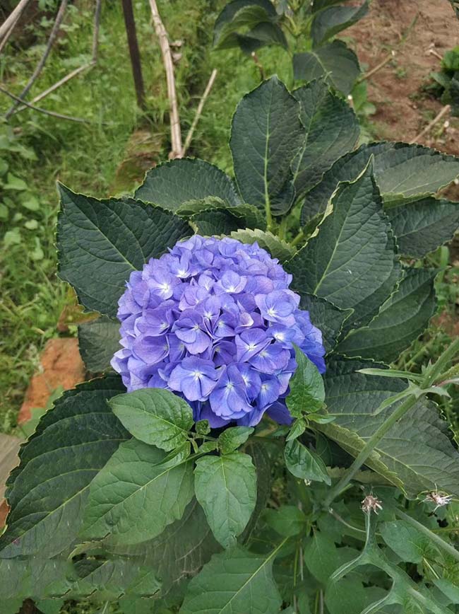 <a href='https://www.lvbad.com/caohuazhongzi/1643.html' target='_blank'>绣球花</a>